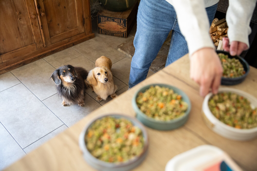 Three dogs patiently waiting for a bowl of freshly cooked Different Dog food