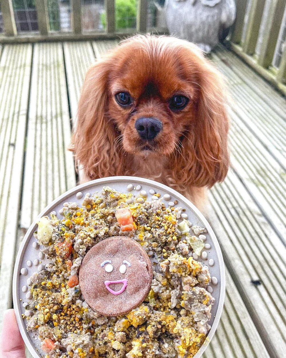 Three dogs patiently waiting for a bowl of freshly cooked Different Dog food