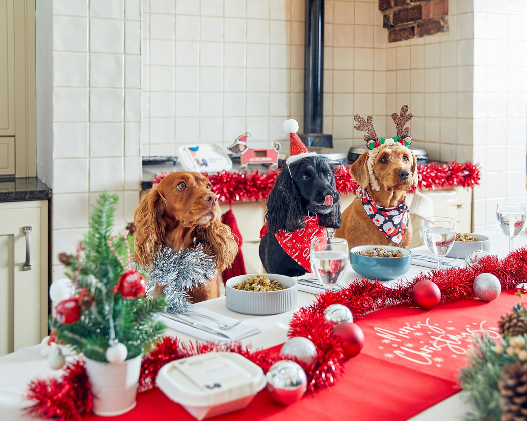 Dogs in festive setting waiting to eat Christmas dinner