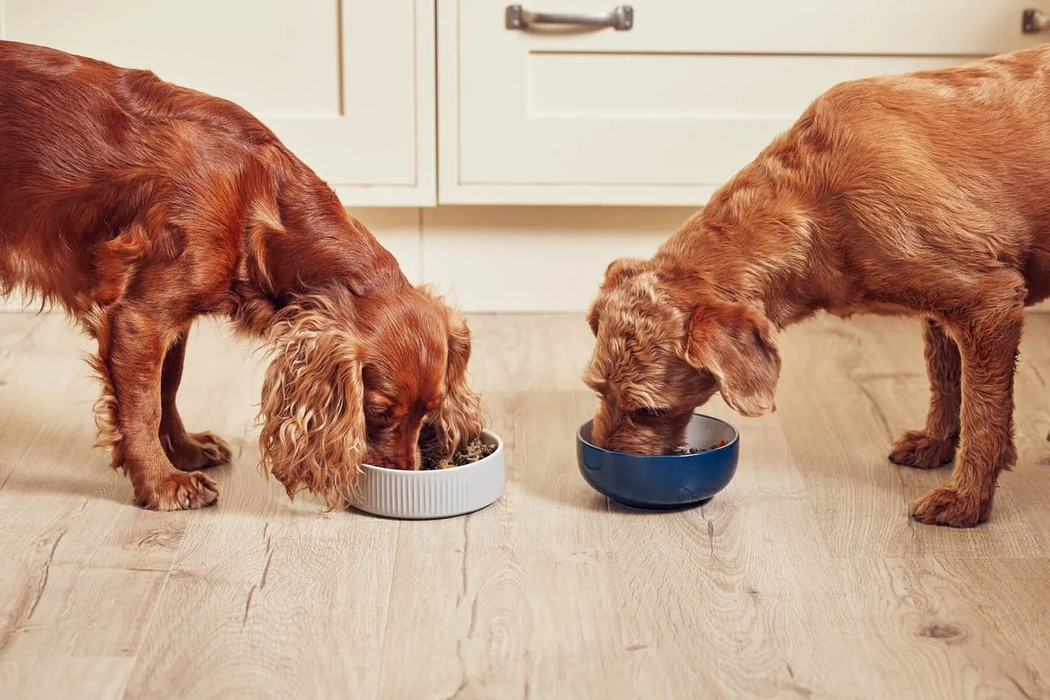 Dogs eating food