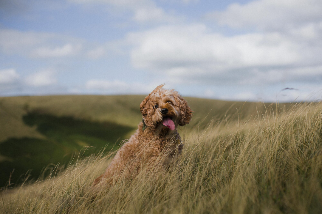 Dog happy with Different Dog food