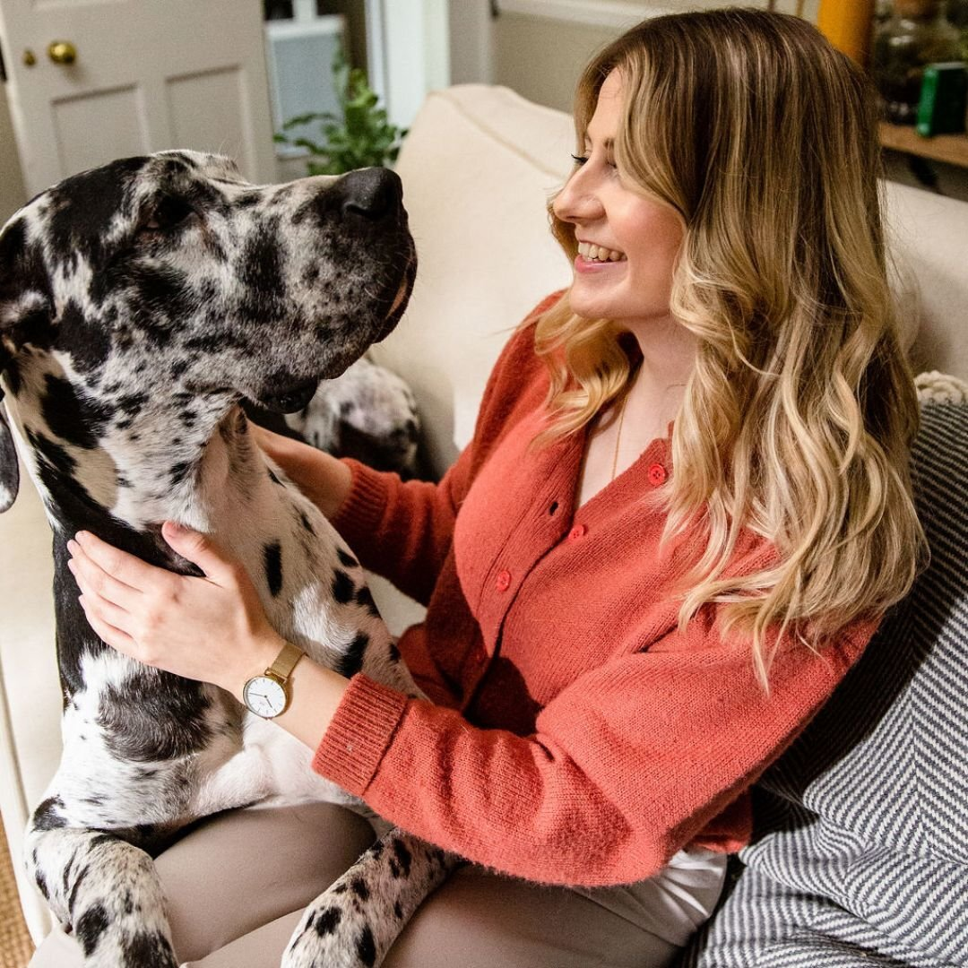 Great Dane dog on the sofa