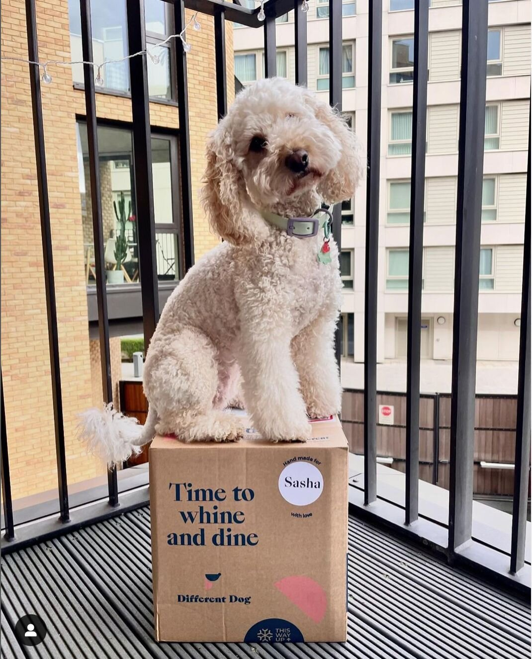 Dog with box