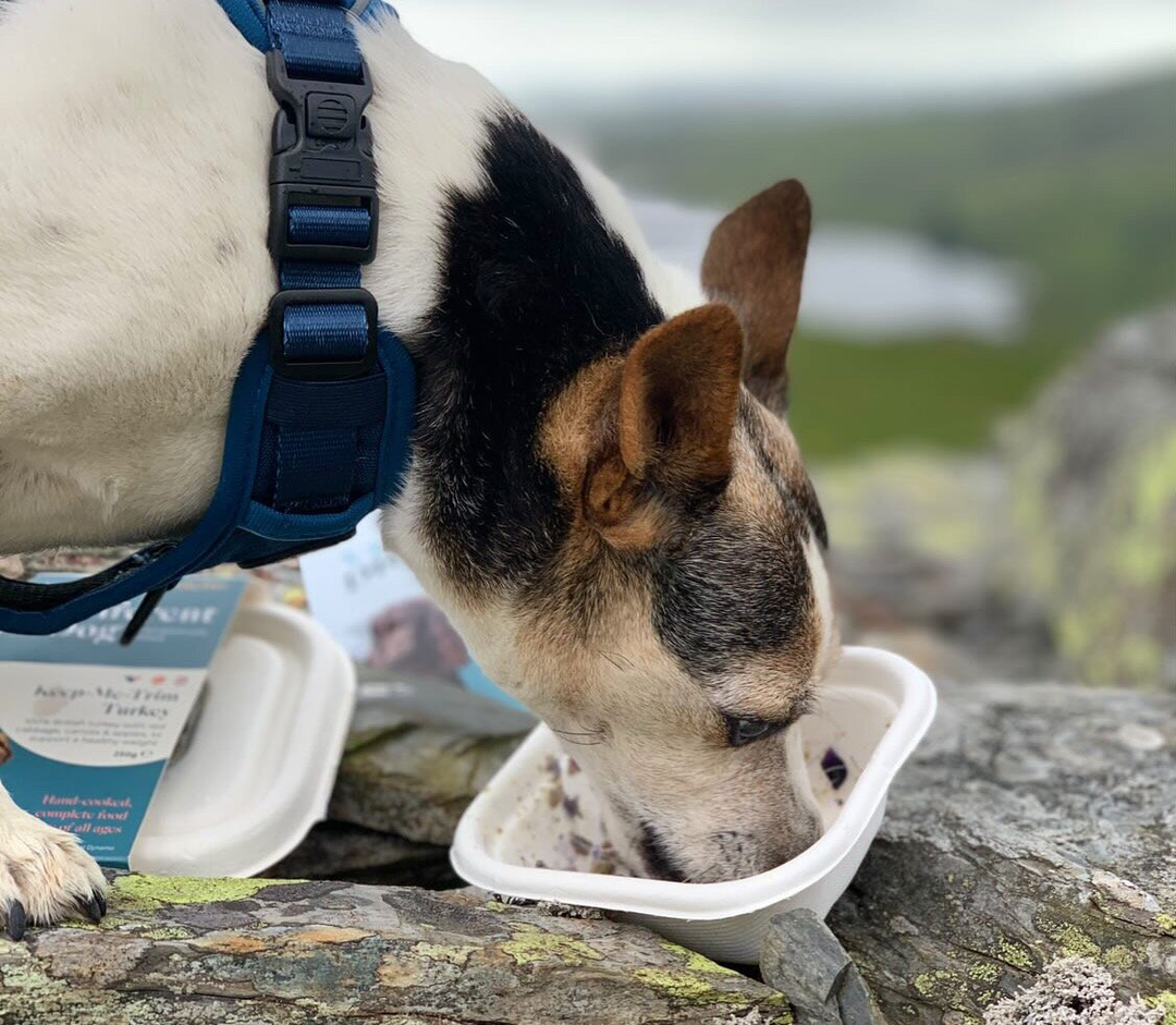 Dog waiting for food
