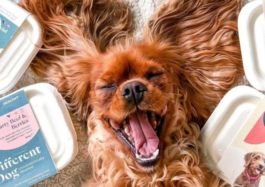 Dog happy with Different Dog food
