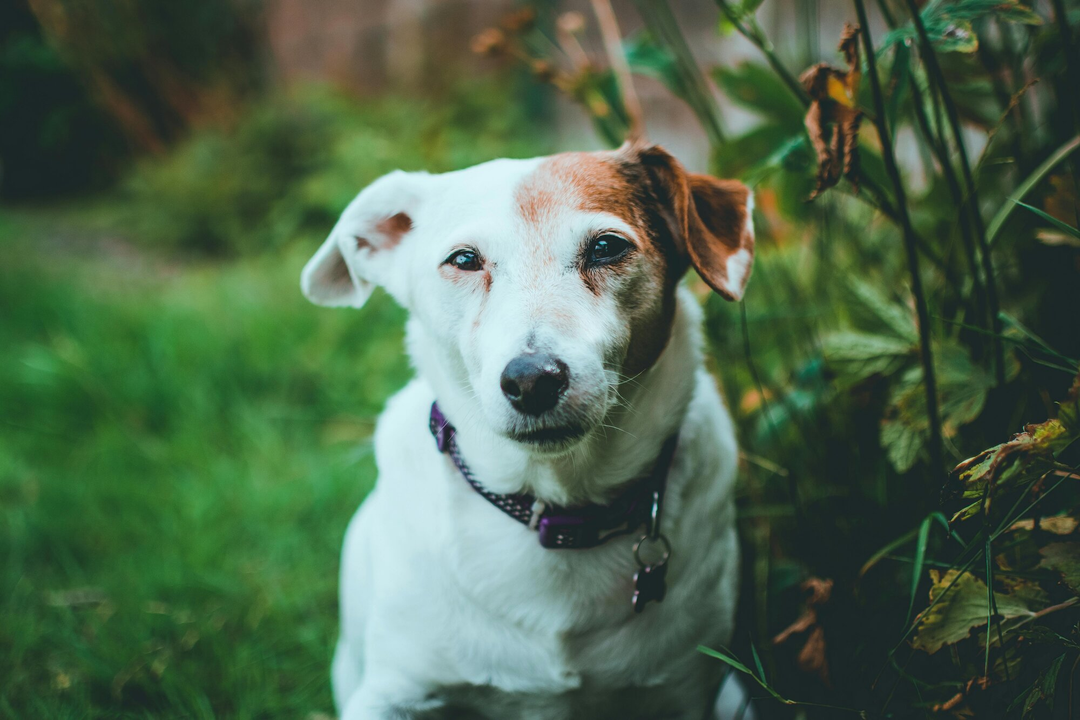 Dog happy with Different Dog food