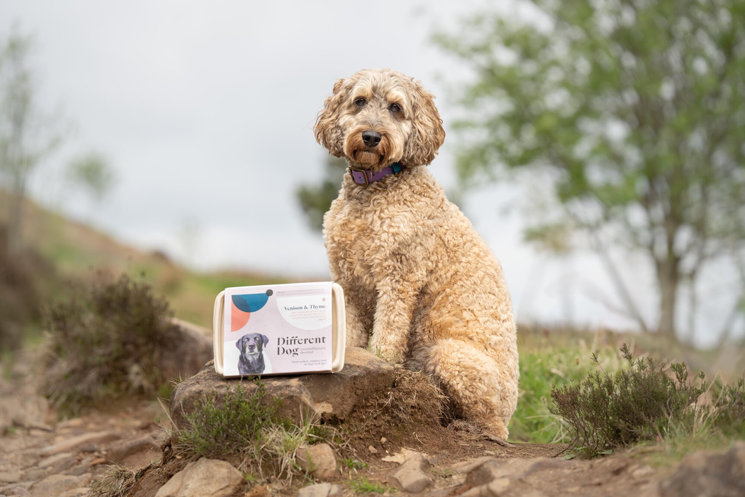 Dog with box