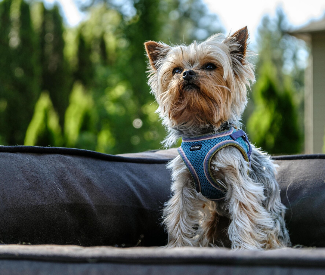 Different Dog | Fresh Dog Food Delivery Subscription UK | Different Dog