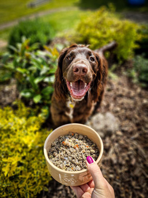 Dog