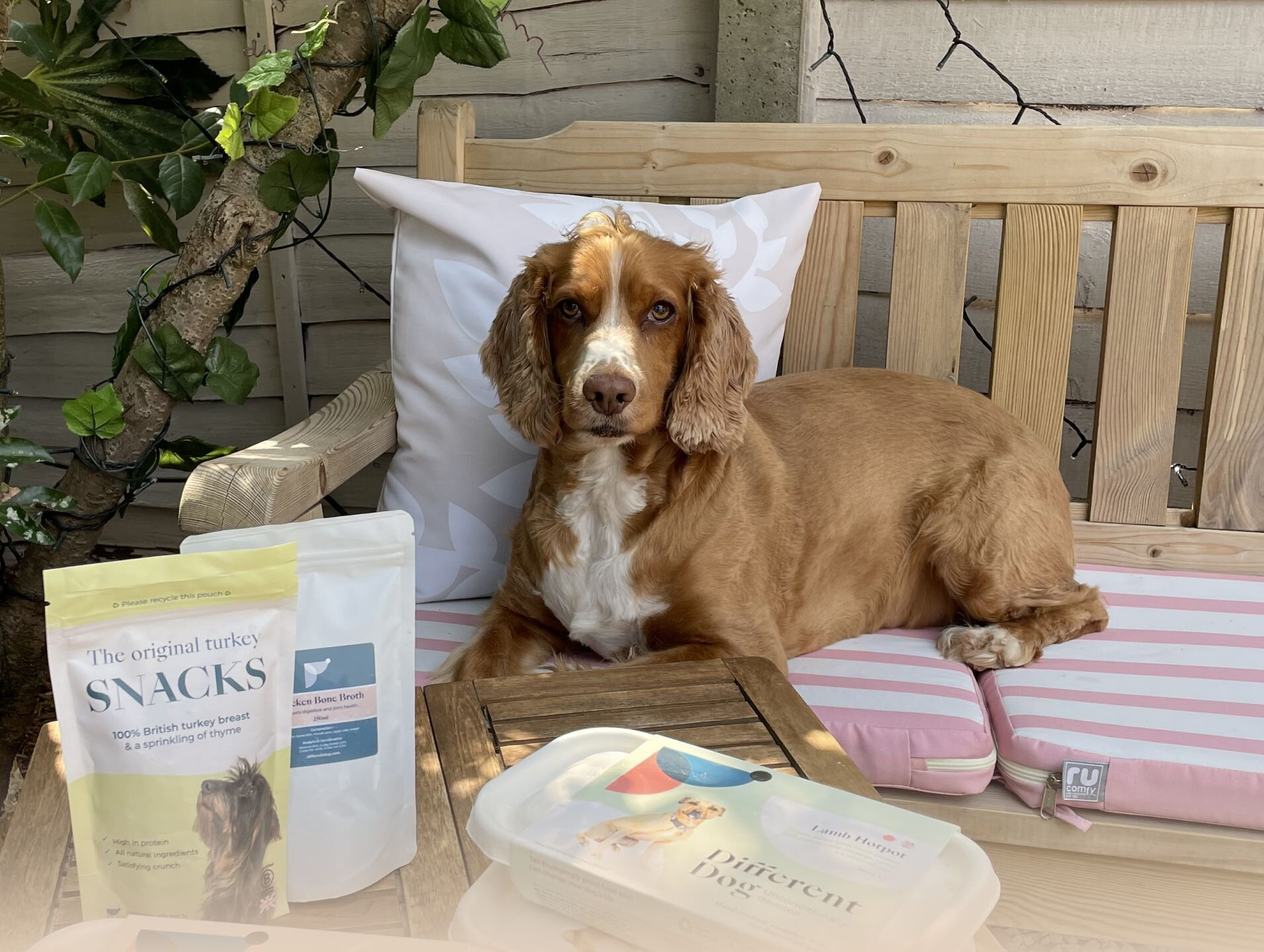 Oz in the garden with packs of Different Dog