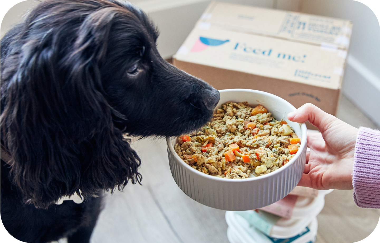 dog food