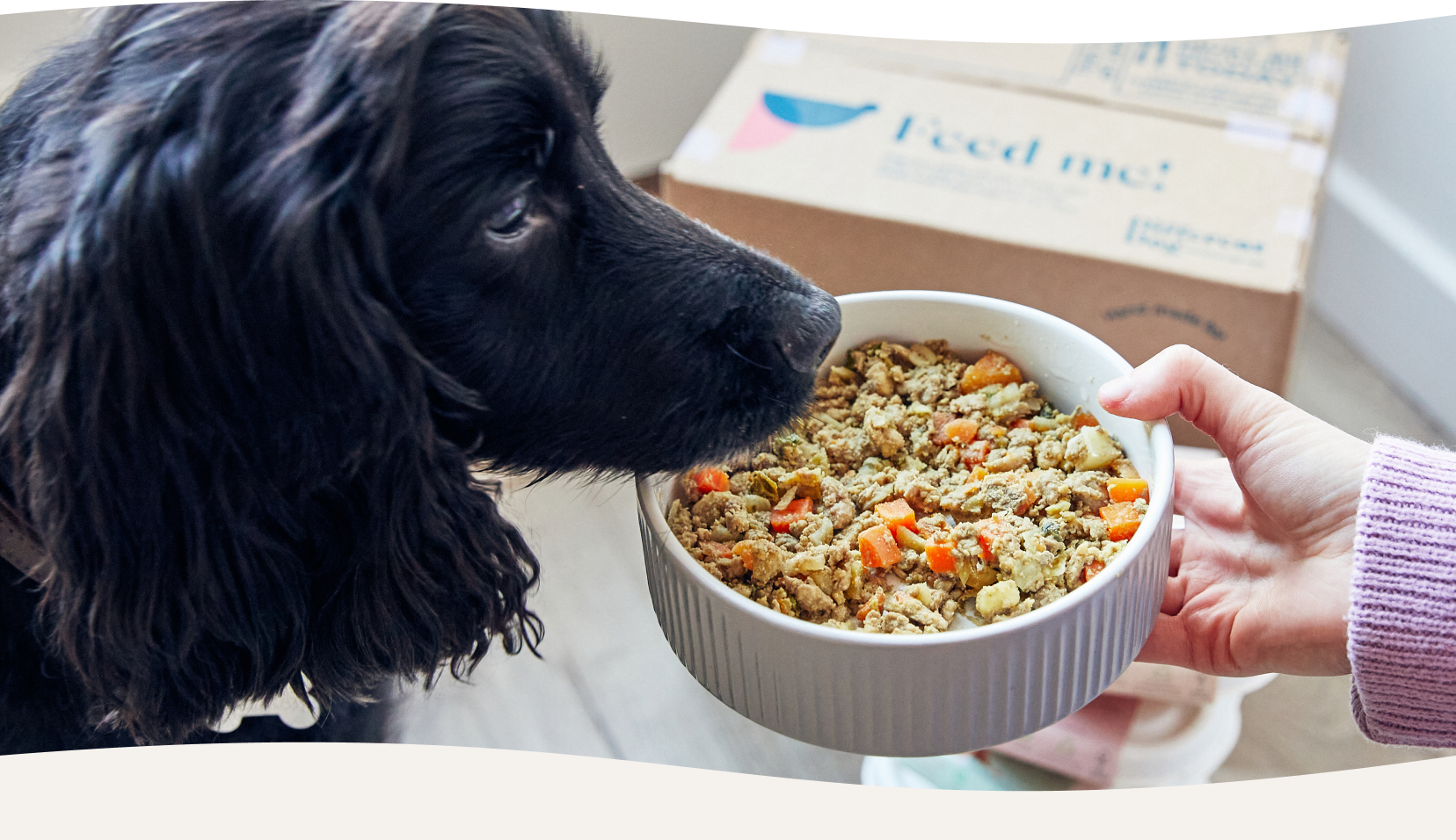 dog food