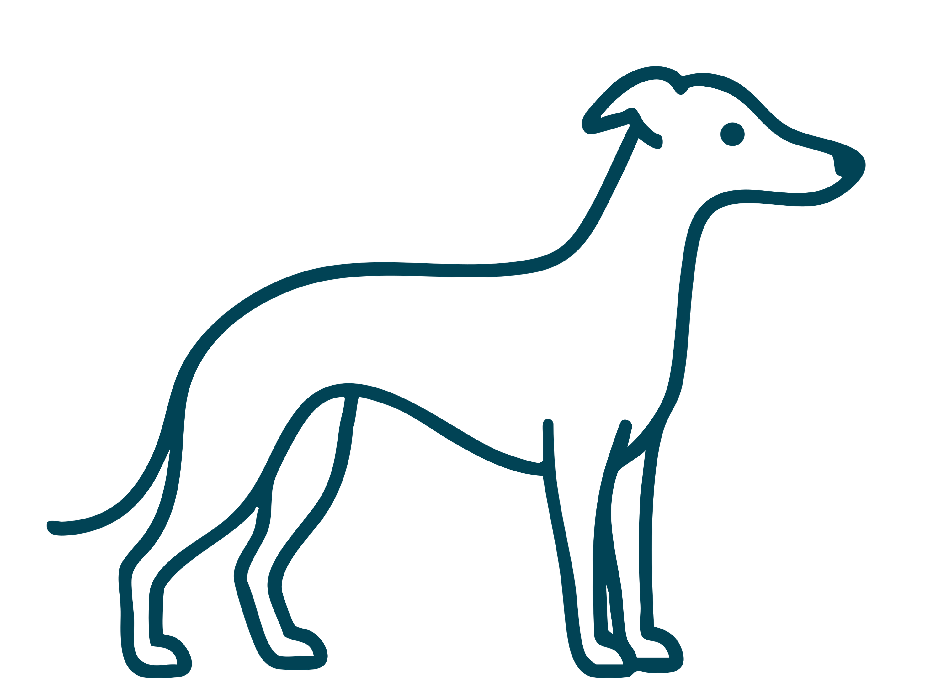 Medium dog
