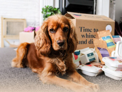 River with packs of Different Dog