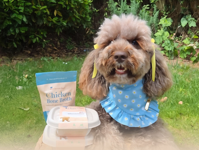 Coco in the garden with packs of Different Dog