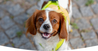 A dog patiently waiting for a bowl of freshly cooked Different Dog food