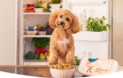 A dog patiently waiting for a bowl of freshly cooked Different Dog food