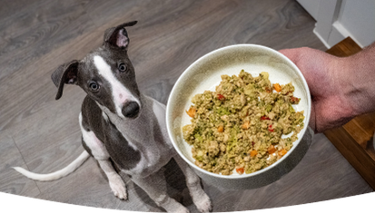 A dog patiently waiting for a bowl of freshly cooked Different Dog food