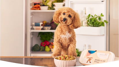 A dog patiently waiting for a bowl of freshly cooked Different Dog food