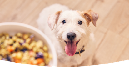 A dog patiently waiting for a bowl of freshly cooked Different Dog food
