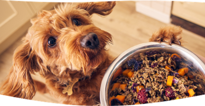 A dog patiently waiting for a bowl of freshly cooked Different Dog food