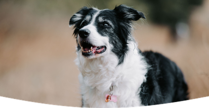A dog patiently waiting for a bowl of freshly cooked Different Dog food