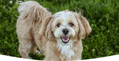 A dog patiently waiting for a bowl of freshly cooked Different Dog food