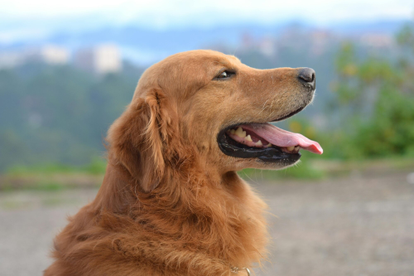 Golden Retriever Breed Guide: Temperament, Lifespan, Grooming & Personality