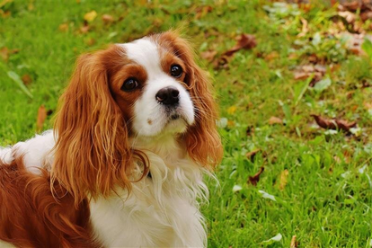 Cavalier King Charles Spaniel Breed Guide: Temperament, Lifespan, Grooming & Personality