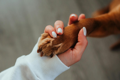 Dog Joint Health: Prevention and Natural Solutions