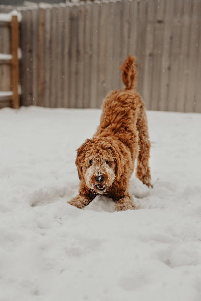 How to teach your dog the ‘Play Bow’ command