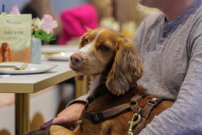 Cocker Spaniel Breed Guide: Temperament, Training, Grooming & Nutrition