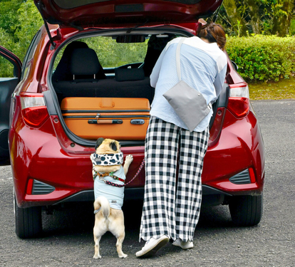 Dog Travel Guide 2025: Safe & Stress-Free Holiday Tips for Pet Owners