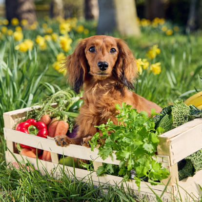 Dachshund Breed Guide: Temperament, Grooming & Training