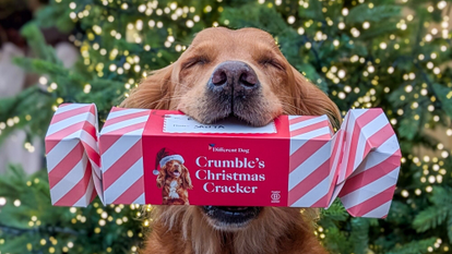 Your Dog's Perfect Christmas Gift: Tailored Just For Them