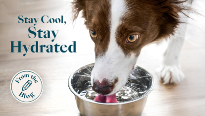 Keeping Dogs Hydrated: Why It Matters and How Fresh Food Helps