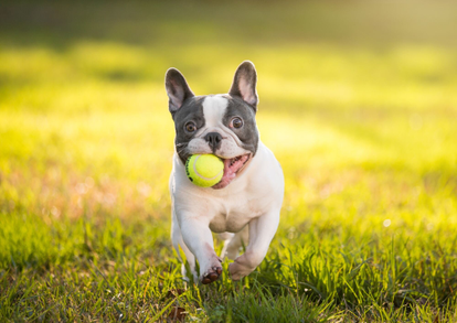 French Bulldog Breed Guide: Temperament, Facts & Diet