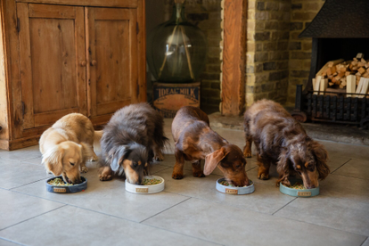 Fresh food solutions: why picky dogs finally start eating again