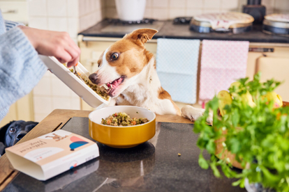 Kibble vs. Fresh Dog Food