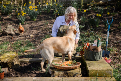 What to Expect When Rescuing a Dog