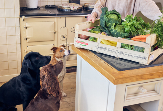 Foods with fibre for dogs top