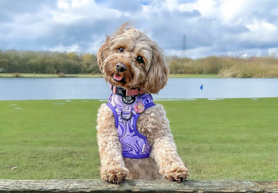 Best food for cavapoo puppy uk best sale