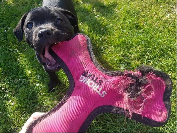 Dog chew toys for puppies store