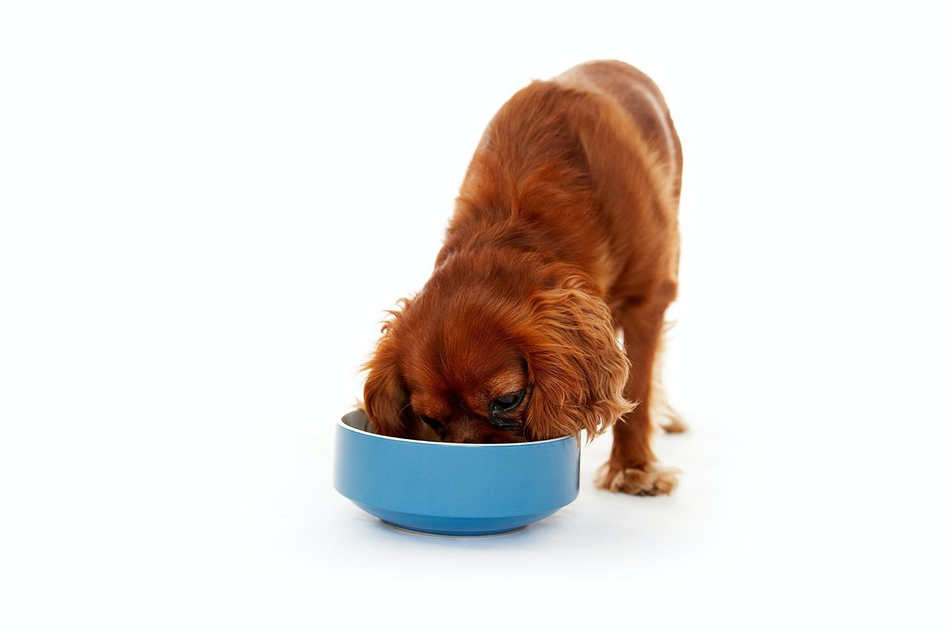 Digestion