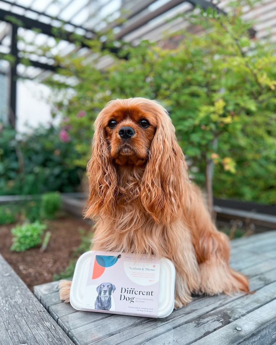 1.5MB 2001 null null null null 15 2003 null SCOOj305LBGWhM