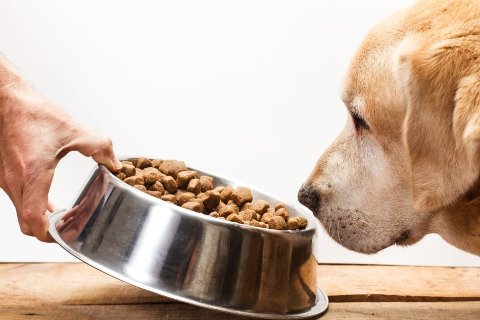 What is the best dry dog food to feed your dog on sale