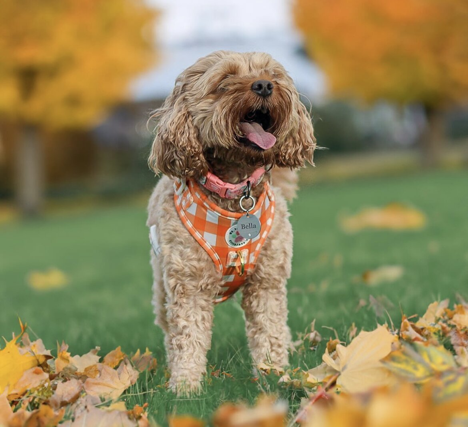 Cavapoo Breed Guide: Temperament, Training Grooming & Nutrition ...