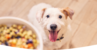 A dog patiently waiting for a bowl of freshly cooked Different Dog food