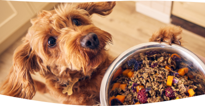 A dog patiently waiting for a bowl of freshly cooked Different Dog food