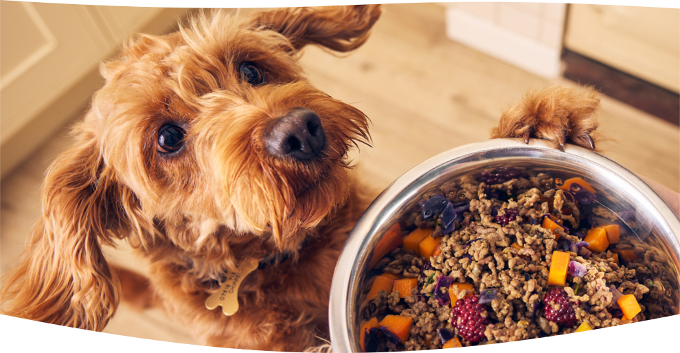 A dog patiently waiting for a bowl of freshly cooked Different Dog food